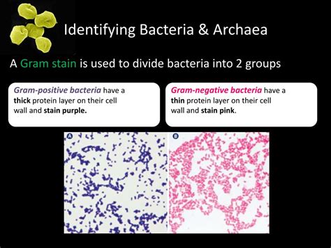 PPT - Comparing Archaea and Bacteria PowerPoint Presentation, free download - ID:2788295