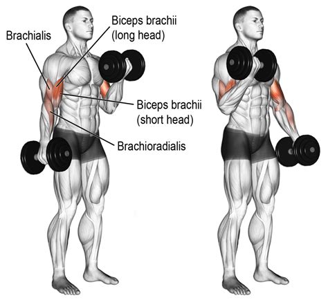 Bicep Curl Muscle Diagram