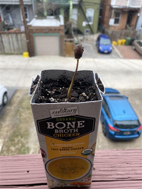 461 best Persimmon images on Pholder | Foraging, Gardening and Most