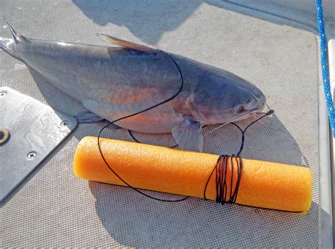 Catfish Fishing Tips For Pascagoula River