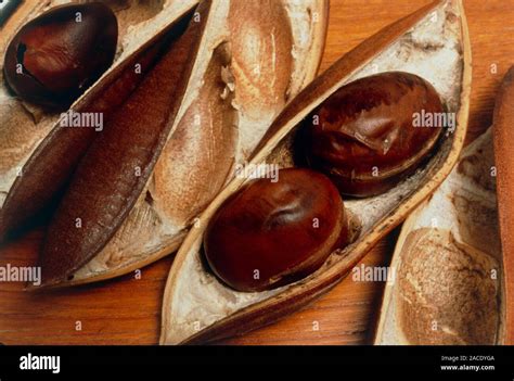 Seeds Of The Moreton Bay Chestnut Castanospermum Australe A Tree From