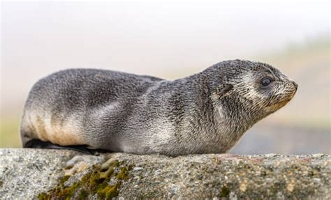 430 Seal Animal Sea Dog Nature Stock Photos Pictures And Royalty Free