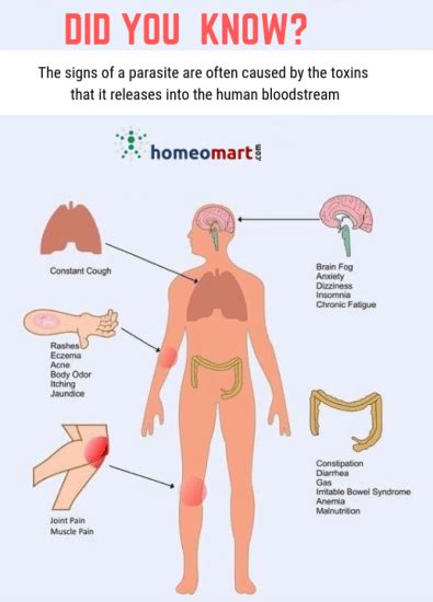 Parasite infection facts symptoms - Homeopathy Remedies Online