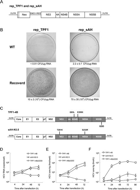 Replication Of Tpf1 And Sah Rnas In Transfected Huh7 Cells A Structure