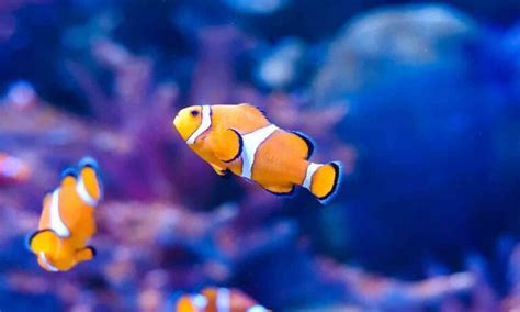 The 30 Best Saltwater Fish for Your Tank | BeChewy