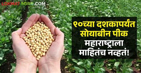 Soybean Crop ९० च्या दशकात महाराष्ट्राला माहिती नसलेले सोयाबीन पीक कसे बनले सर्वांत महत्त्वाचे