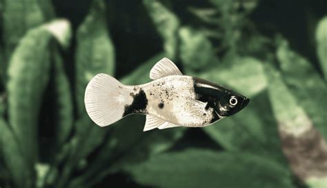 The Complete Guide to Platy Fish Varieties: Colors, Patterns, More