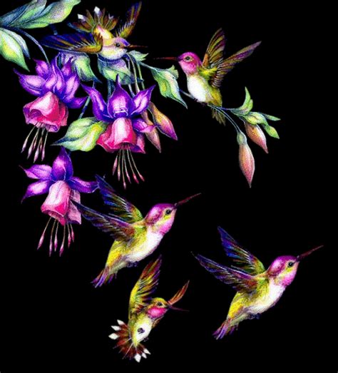 Animated Hummingbird Wallpaper - WallpaperSafari