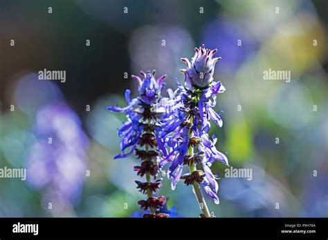 Plectranthus ornatus blue flowers in a garden Stock Photo - Alamy