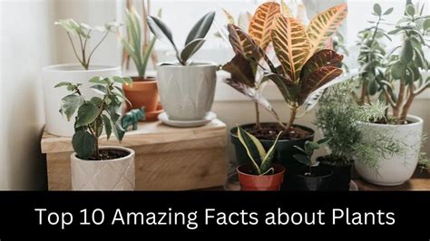 Amazing Facts About Plants — Facts Plant By Fact Zone Medium