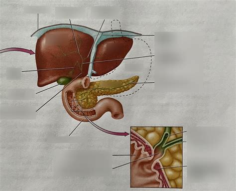 Structure Of Liver Gallbladder Pancreas And Duodenum Diagram Quizlet