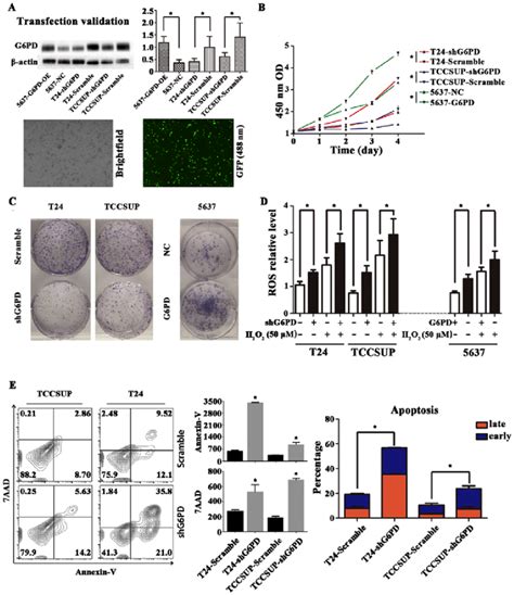 Knockdown Of G Pd Suppresses Cell Proliferation And Growth While