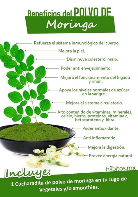 Tunturuntun Propiedades Y Beneficios De La Moringa