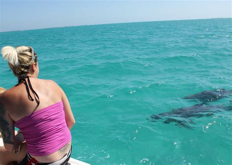 Wild Dolphin Encounter In Key West Florida