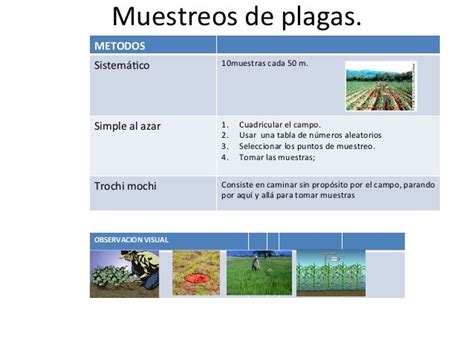 Manejo Integrado De Plagas Y De Cultivos Mip Mip