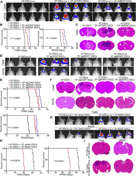 Reciprocal Signaling Between Glioblastoma Stem Cells And Differentiated