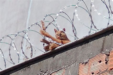 Gato Resgatado Ap S Ficar Preso Em Cerca Em Conselheiro Lafaiete