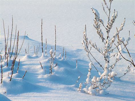 Kostenlose Foto Baum Wasser Ast Schnee Winter Blume Frost Eis