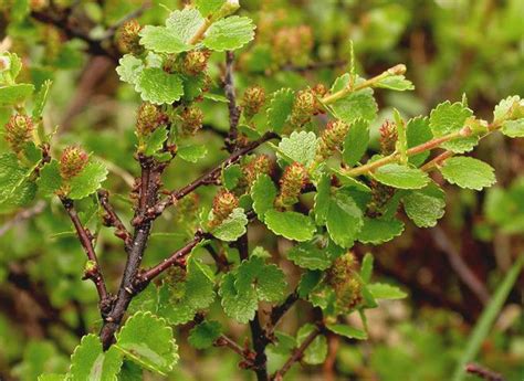 Берёза карликовая (Betula nana)