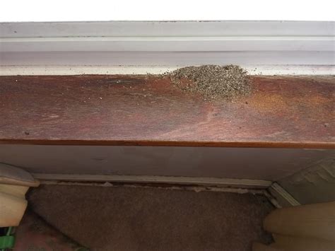 Help Would This Be Done By Termites I Found This On My Parents Window