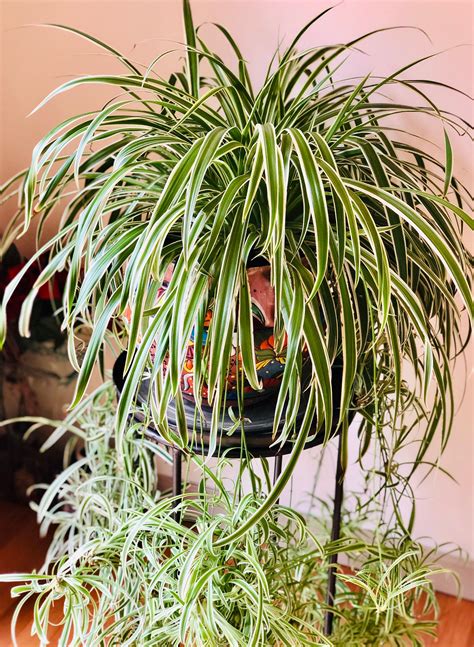 Spider Plant Babies Spider Plants Live House Plants Etsy