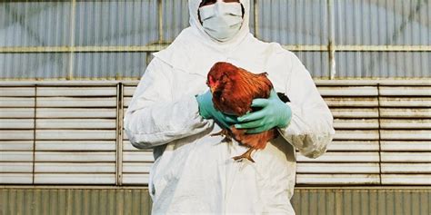 Bird flu, not tariffs, likely to impact 2023 chicken imports | Freight News