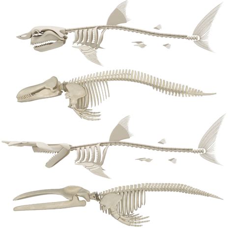 2 Whales And 2 Sharks Skeletons 3d Model Collection Animal