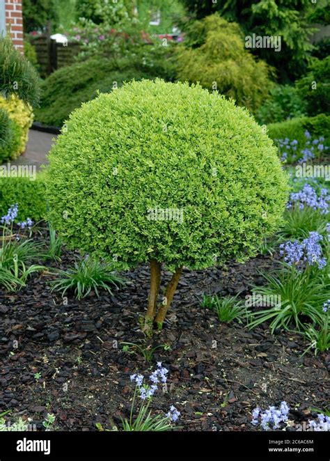 Buxus Sempervirens Arborescens Fotos e Imágenes de stock Alamy