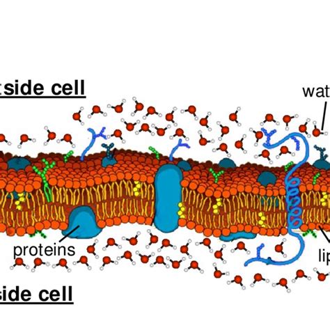 1. The cell membrane. (Courtesy: Wikipedia) | Download Scientific Diagram