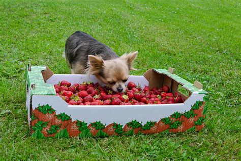 Czy pies może jeść truskawki blog sklepu apetete