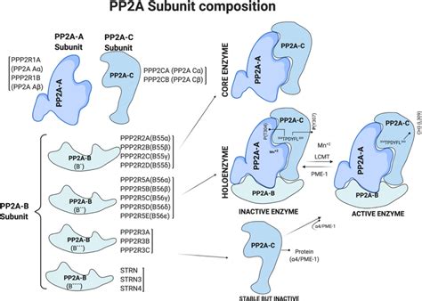 Pp2a Activation In Treg Cells Foxp3 Direct Sgms1 Gene Promoter