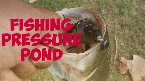 Bass Fishing In A Pressured Pond Youtube