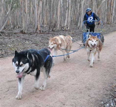 Sledding Information | Dog sledding, Sporting dogs, Canine