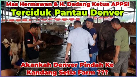 Akankah DENVER Sapi Juara I Kelas P 3 Akan Jadi Teman WARISO DAN