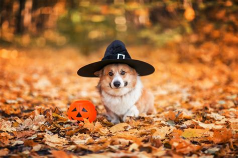 Are Turkey Dogs Safe During Pregnancy