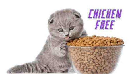 The 7 Best Dry Cat Food Without Chicken Perfect Cat Food