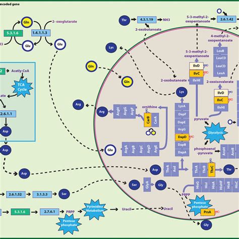 Integration Of Amino Acid Biosynthetic Pathways Of The Aphid And