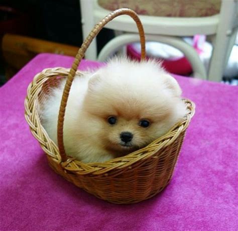 Happy Pom Pom Season Everyone Pomeranian Puppy Cute Animal Pictures