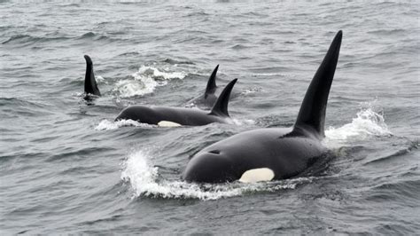 Orca Baleia Ou Golfinho - Orca é baleia ou golfinho? Entenda a diferença - Marketing de Verdade