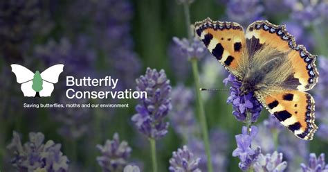 Caterpillar foodplants | Butterfly Conservation