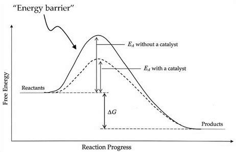 equilibrium - Intuition for why catalyst affects both forward and reverse reactions equally ...