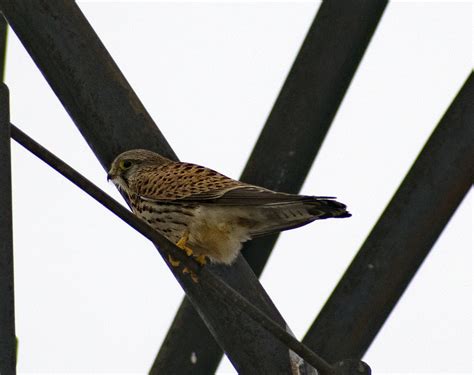 Пустельга | Пикабу