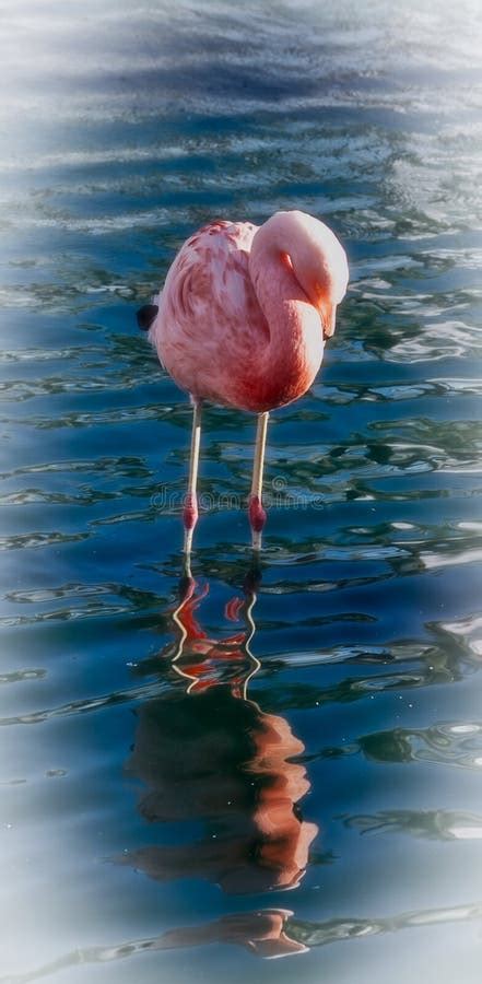 Pink flamingo bird stock photo. Image of pink, flamingo - 197733252