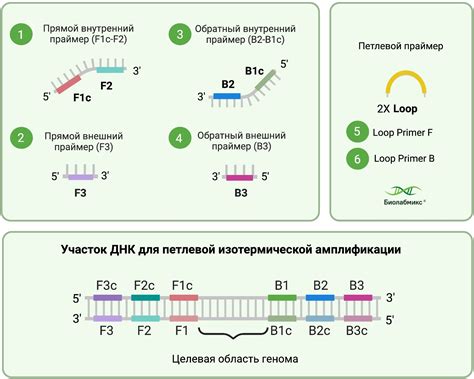Изотермическая амплификация