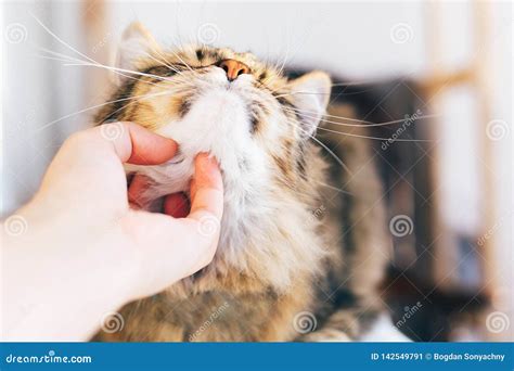 Owner Hand Caressing Cute Cat On Table Maine Coon With Funny Emotions