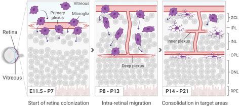 Frontiers More Than Meets The Eye The Role Of Microglia In Healthy