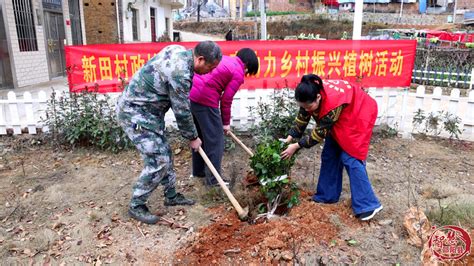 邵阳县开启互联网全民义务植树植绿新模式 县域要闻 新湖南