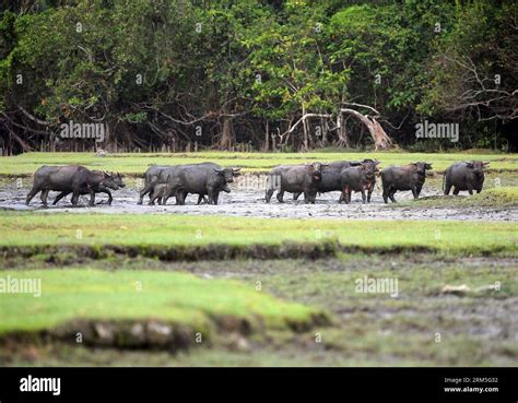 Three genera Fotos und Bildmaterial in hoher Auflösung Alamy