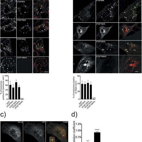 Intracellular Uptake Evaluation Of Ova And Olm D Using Dc Cell Line