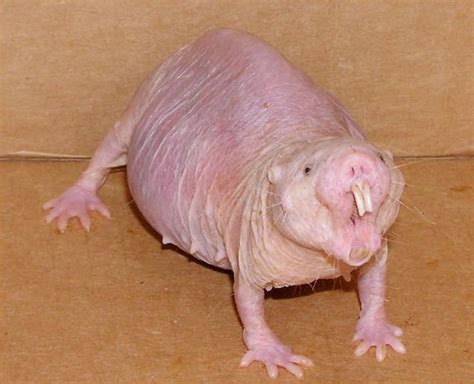 13 Naked Mole Rat Ideas Naked Mole Rat Mole Rat Mole